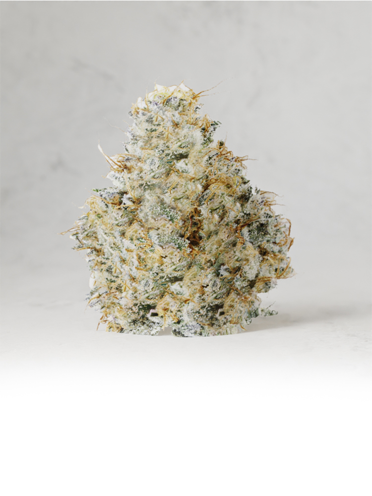 White Frost Premium Flower